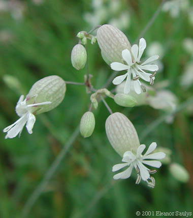 Silene vulgaris